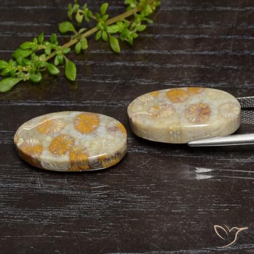 Pedras preciosas de Coral fóssil Multicolorido natural de 24.15 ct, oval, Opaco