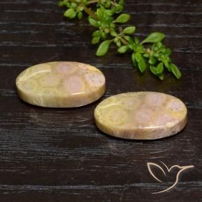 Pedras preciosas de Coral fóssil Multicolorido natural de 23.84 ct, oval, Opaco