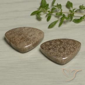 Pedras preciosas de Coral fóssil Multicolorido natural de 24.60 ct, Trilhão, Opaco