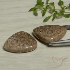 Pedras preciosas de Coral fóssil Multicolorido natural de 24.60 ct, Trilhão, Opaco