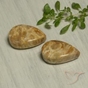 Pedras preciosas de Coral fóssil Multicolorido natural de 19.54 ct, Formato de pêra, Opaco