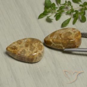 Pedras preciosas de Coral fóssil Multicolorido natural de 19.54 ct, Formato de pêra, Opaco