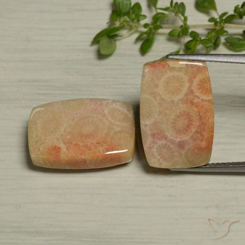 24.61ctw Natural Multicolorido Coral fóssil, Almofada, Opaco