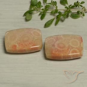 Pedras preciosas de Coral fóssil Multicolorido natural de 24.61 ct, Almofada, Opaco