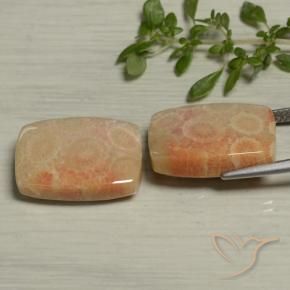 Pedras preciosas de Coral fóssil Multicolorido natural de 24.61 ct, Almofada, Opaco