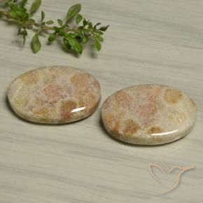Pedras preciosas de Coral fóssil Multicolorido natural de 29.97 ct, oval, Opaco