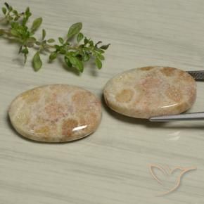 Pedras preciosas de Coral fóssil Multicolorido natural de 29.97 ct, oval, Opaco