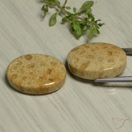 Pedras preciosas de Coral fóssil Multicolorido natural de 24.44 ct, oval, Opaco