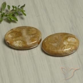 Pedras preciosas de Coral fóssil Multicolorido natural de 22.07 ct, oval, Opaco