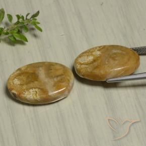 Pedras preciosas de Coral fóssil Multicolorido natural de 22.07 ct, oval, Opaco
