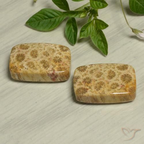 Pedras preciosas de Coral fóssil Multicolorido natural de 24.13 ct, Almofada, Opaco
