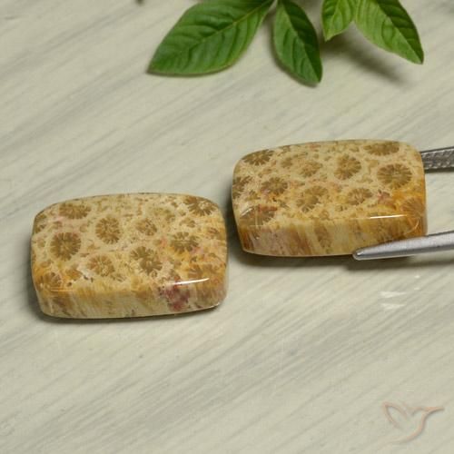 Pedras preciosas de Coral fóssil Multicolorido natural de 24.13 ct, Almofada, Opaco