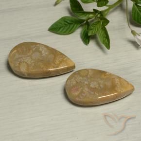 Pedras preciosas de Coral fóssil Multicolorido natural de 27.09 ct, Formato de pêra, Opaco