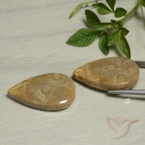 Pedras preciosas de Coral fóssil Multicolorido natural de 27.09 ct, Formato de pêra, Opaco