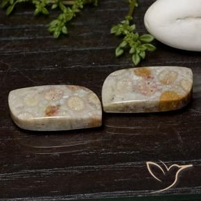 Pedras preciosas de Coral fóssil Multicolorido natural de 25.07 ct, Chique, Opaco