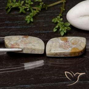 Pedras preciosas de Coral fóssil Multicolorido natural de 25.07 ct, Chique, Opaco