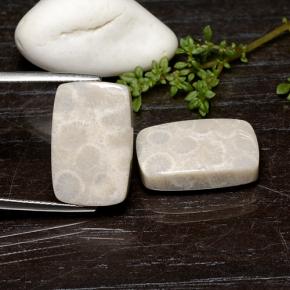 Pedras preciosas de Coral fóssil Multicolorido natural de 25.59 ct, Almofada cortada, Opaco