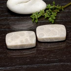 Pedras preciosas de Coral fóssil Multicolorido natural de 25.59 ct, Almofada cortada, Opaco