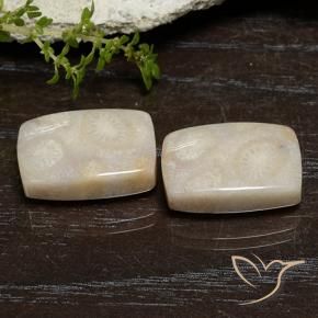 Pedras preciosas de Coral fóssil Multicolorido natural de 21.67 ct, Almofada, Opaco