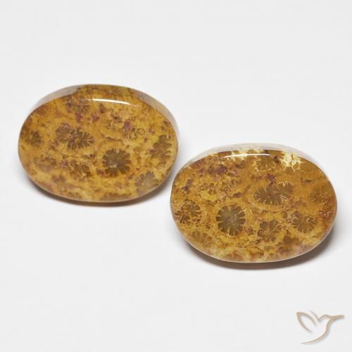 21.12ctw Natural Multicolorido Coral fóssil, oval, Opaco
