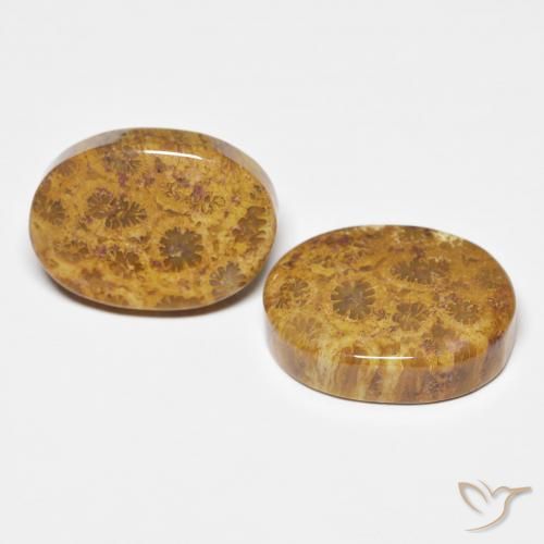 Pedras preciosas de Coral fóssil Multicolorido natural de 21.12 ct, oval, Opaco