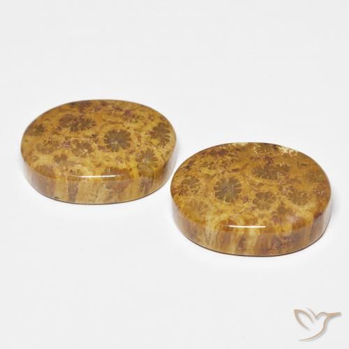 Pedras preciosas de Coral fóssil Multicolorido natural de 21.12 ct, oval, Opaco