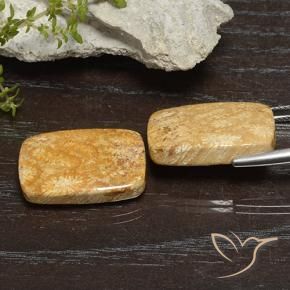 Pedras preciosas de Coral fóssil Multicolorido natural de 26.68 ct, Almofada, Opaco