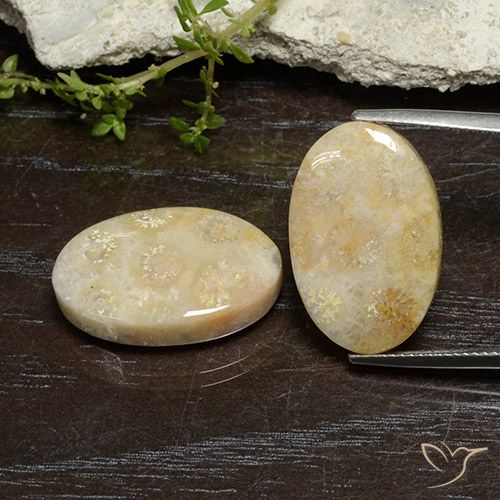 24.96ctw Natural Multicolorido Coral fóssil, oval, Opaco