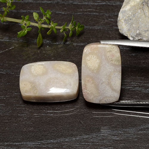 Pedras preciosas de Coral fóssil Multicolorido natural de 25.01 ct, Almofada cortada, Opaco