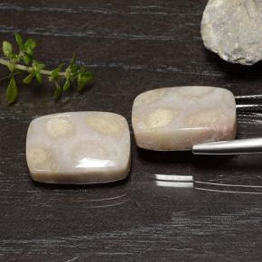 Pedras preciosas de Coral fóssil Multicolorido natural de 25.01 ct, Almofada cortada, Opaco