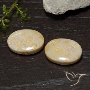 Pedras preciosas de Coral fóssil Multicolorido natural de 20.54 ct, oval, Opaco