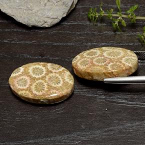 Pedras preciosas de Coral fóssil Multicolorido natural de 29.50 ct, Corte Oval, Opaco