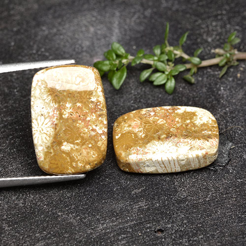 Pedras preciosas de Coral fóssil Multicolorido natural de 16.41 ct, Almofada cortada, Opaco