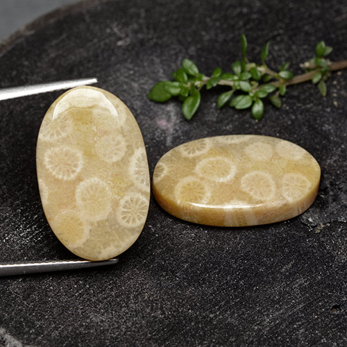 Pedras preciosas de Coral fóssil Multicolorido natural de 24.38 ct, Corte Oval, Opaco