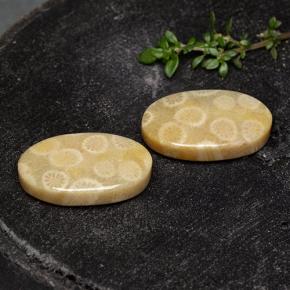 Pedras preciosas de Coral fóssil Multicolorido natural de 24.38 ct, Corte Oval, Opaco