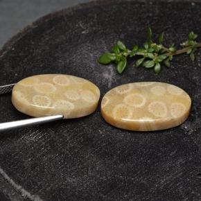 Pedras preciosas de Coral fóssil Multicolorido natural de 24.38 ct, Corte Oval, Opaco