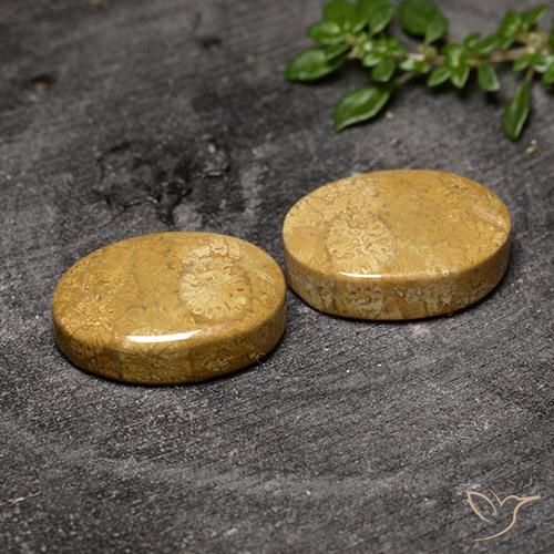 Pedras preciosas de Coral fóssil Multicolorido natural de 20.50 ct, oval, Opaco