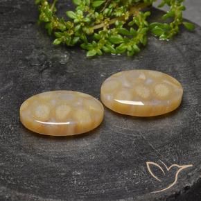 Pedras preciosas de Coral fóssil Multicolorido natural de 23.14 ct, oval, Translúcido
