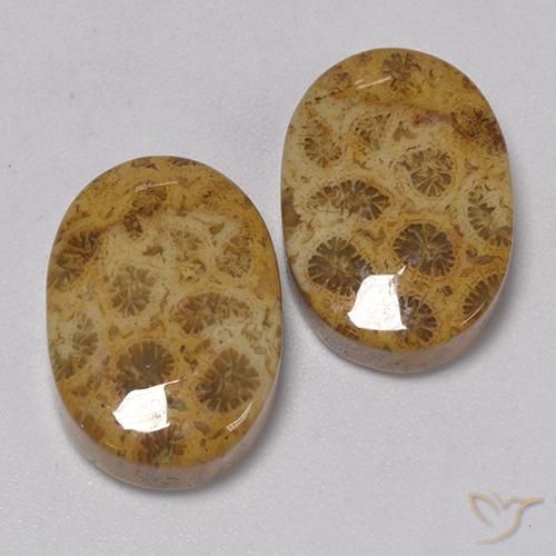 Pedras preciosas de Coral fóssil Multicolorido natural de 22.57 ct, oval, Opaco