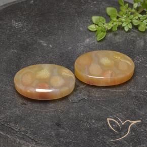Pedras preciosas de Coral fóssil Multicolorido natural de 25.17 ct, oval, Translúcido