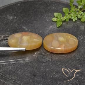 Pedras preciosas de Coral fóssil Multicolorido natural de 25.17 ct, oval, Translúcido