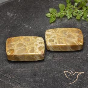 Pedras preciosas de Coral fóssil Multicolorido natural de 40.81 ct, Almofada, Opaco
