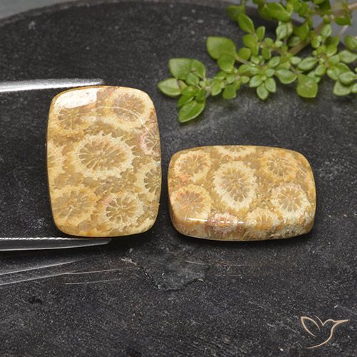 23.94ctw Natural Multicolorido Coral fóssil, Almofada, Opaco