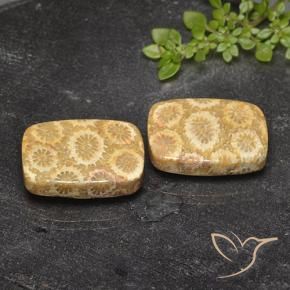 Pedras preciosas de Coral fóssil Multicolorido natural de 23.94 ct, Almofada, Opaco