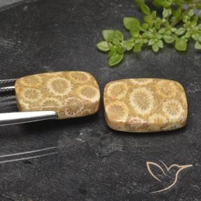 Pedras preciosas de Coral fóssil Multicolorido natural de 23.94 ct, Almofada, Opaco