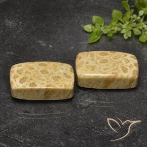 Pedras preciosas de Coral fóssil Multicolorido natural de 29.20 ct, Almofada, Opaco