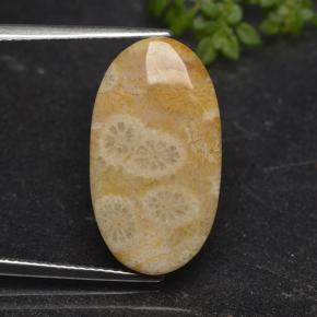 Coral fóssil Multicolorido Natural 11.06ct, Corte Oval, Opaco