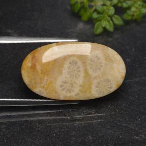 Coral fóssil Multicolorido Natural 11.06ct, Corte Oval, Opaco