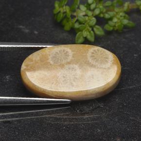 Coral fóssil Multicolorido Natural 11.06ct, Corte Oval, Opaco