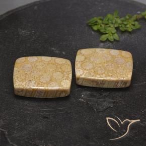 Pedras preciosas de Coral fóssil Multicolorido natural de 28.56 ct, Almofada, Opaco
